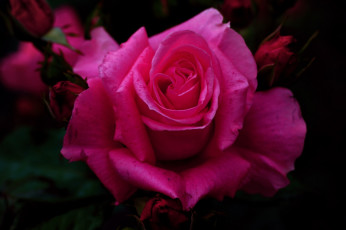 Картинка цветы розы розовая роза макро