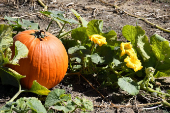 Картинка природа плоды тыква