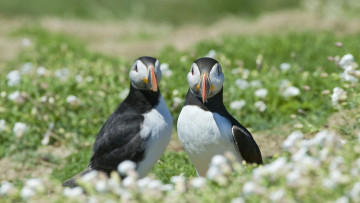 Картинка тупик животные тупики фауна дикая природа