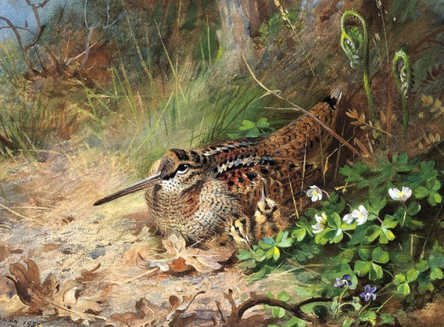 Обои картинки фото рисованное, archibald thorburn, вальдшнеп, трава, цветы, листья