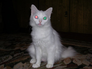 Картинка асЯ животные коты