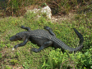 Картинка животные крокодилы