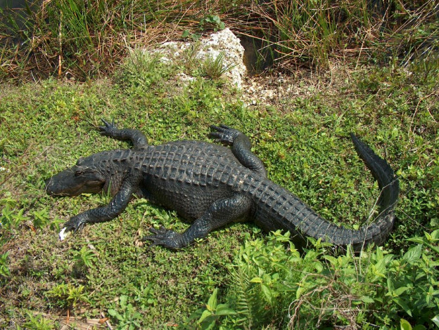 Обои картинки фото животные, крокодилы