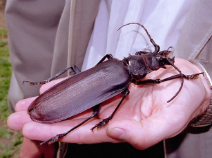 Картинка evk ма ленький жук животные насекомые