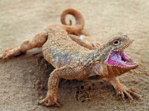 Картинка evk ну фотограф ты достал животные Ящерицы игуаны вараны