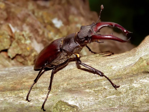 Картинка evk всадник животные насекомые