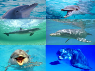 Картинка животные дельфины