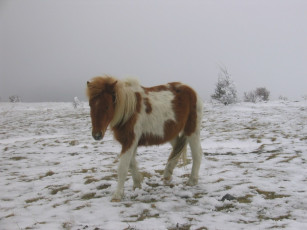 Картинка животные лошади