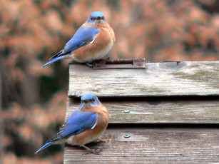 Картинка животные птицы