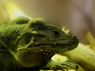 Картинка животные Ящерицы игуаны вараны