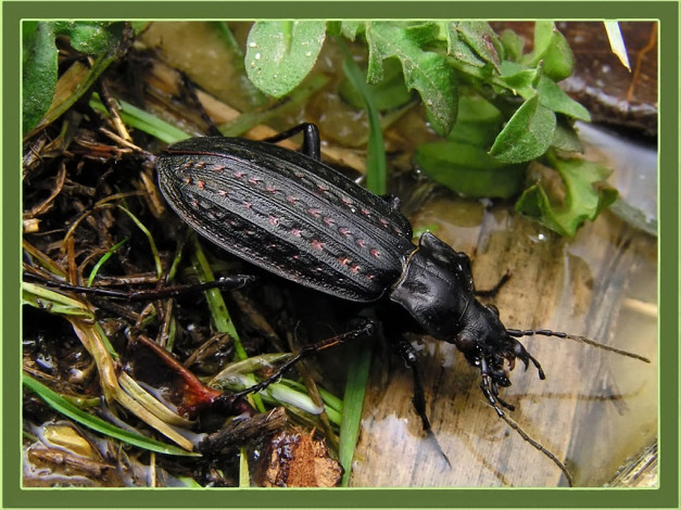 Обои картинки фото evk, ль, на, свете, всех, страшнее, ужасней, чернее, животные, насекомые