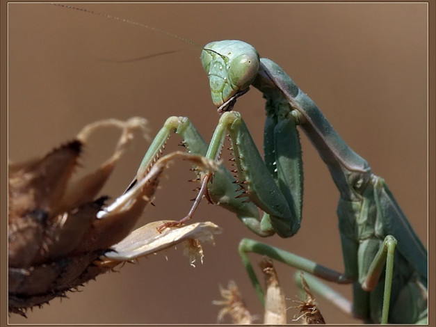 Обои картинки фото evk, музыкант, животные, богомолы