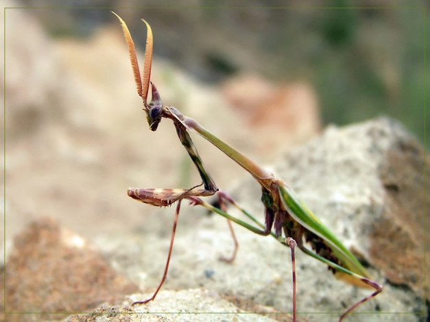 Обои картинки фото evk, паломник, животные, насекомые
