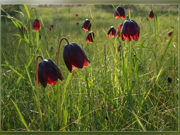 Обои картинки фото evk, светящиеся, колокола, цветы, рябчики