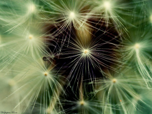 Картинка цветы одуванчики