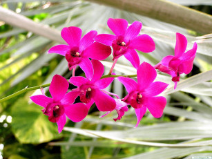 Картинка цветы орхидеи