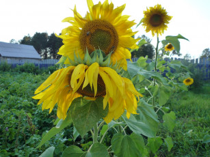 Картинка цветы подсолнухи