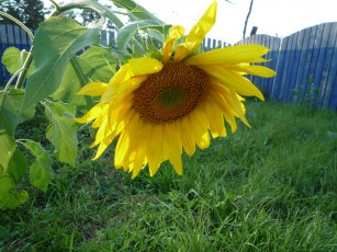 Картинка цветы подсолнухи