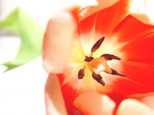 Картинка цветы тюльпаны