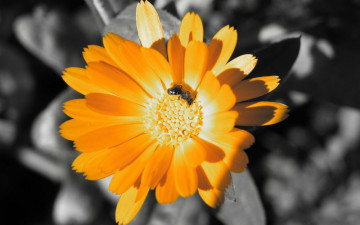 Картинка цветы календула