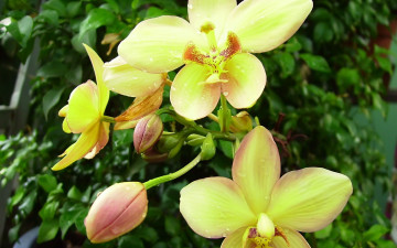 Картинка цветы орхидеи