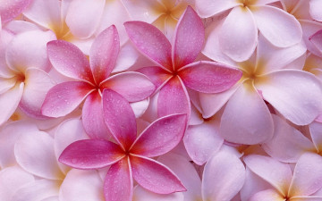 Картинка цветы плюмерия