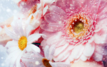 Картинка цветы разные вместе