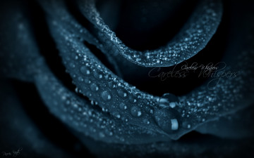 Картинка цветы розы