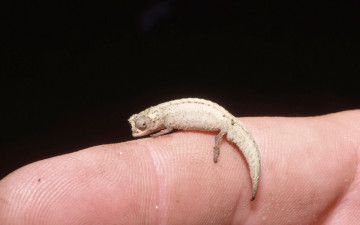 Картинка животные хамелеоны