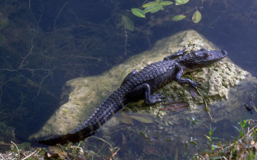 Картинка животные крокодилы