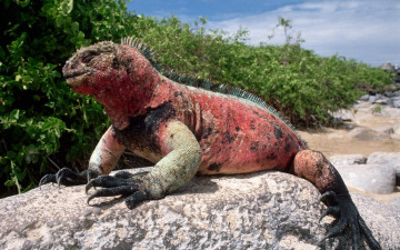 Картинка животные Ящерицы игуаны вараны