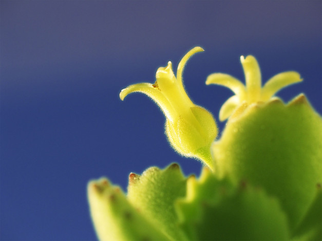 Обои картинки фото цветы