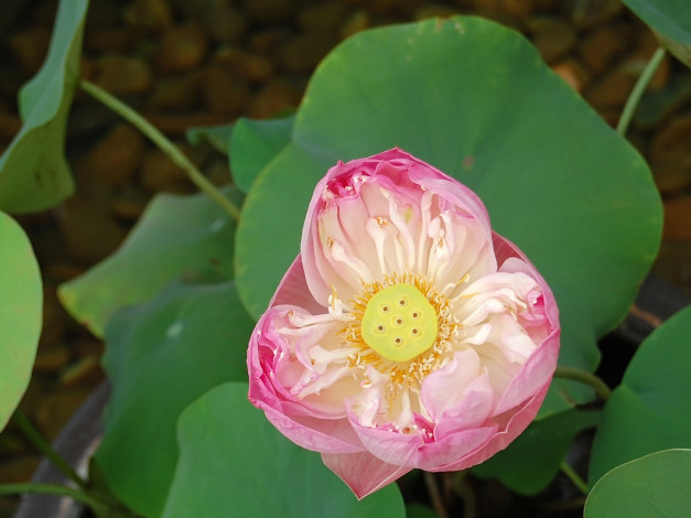 Обои картинки фото цветы, лотосы