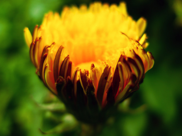 Обои картинки фото цветы, одуванчики