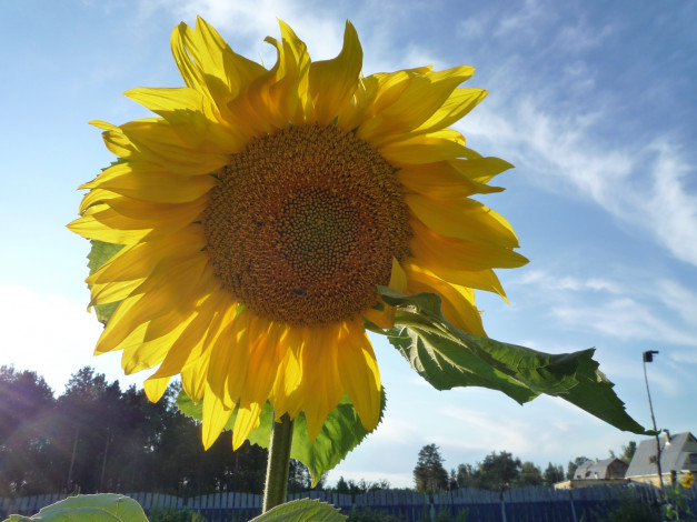 Обои картинки фото цветы, подсолнухи