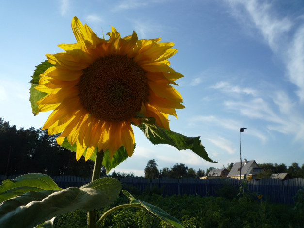 Обои картинки фото цветы, подсолнухи