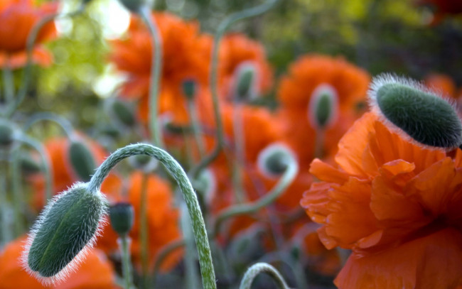Обои картинки фото цветы, маки