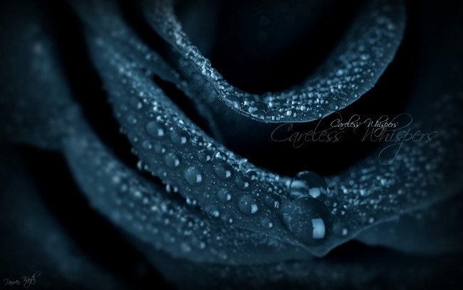 Обои картинки фото цветы, розы