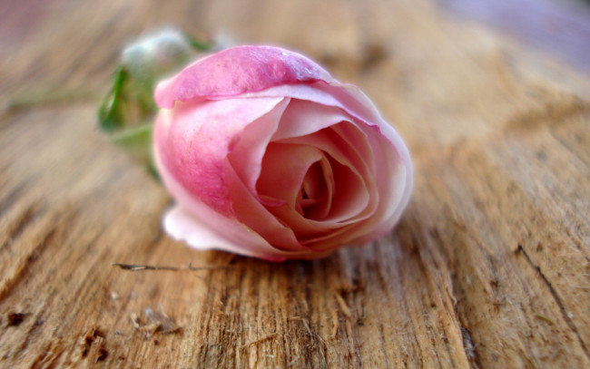 Обои картинки фото цветы, розы