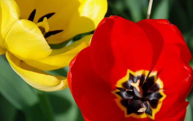 Обои картинки фото цветы, тюльпаны