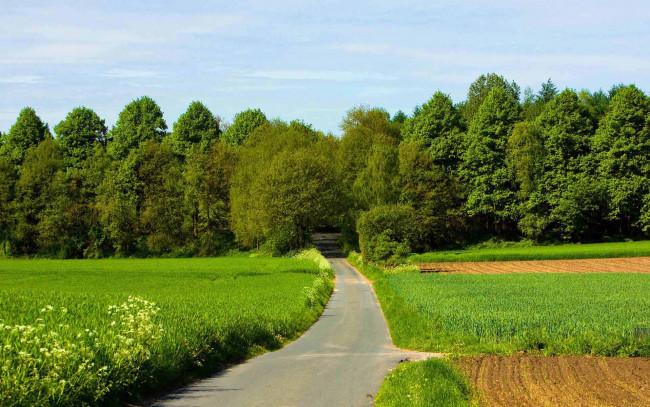 Обои картинки фото природа