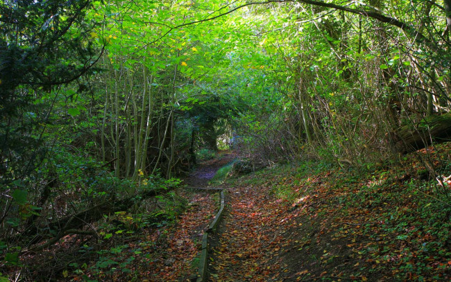 Обои картинки фото природа