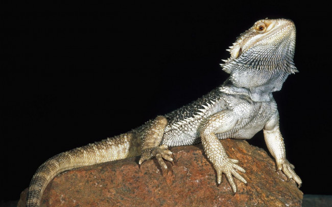 Обои картинки фото животные, Ящерицы, игуаны, вараны