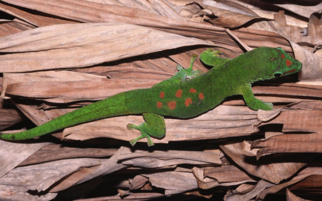 Обои картинки фото животные, Ящерицы, игуаны, вараны