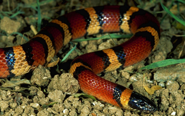 Обои картинки фото животные, змеи, питоны, кобры