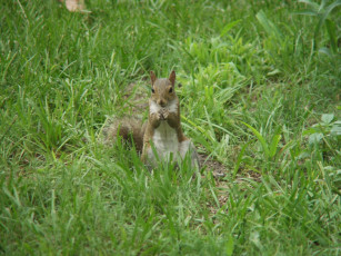 Картинка животные белки