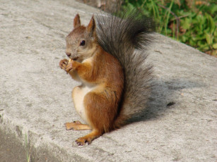 Картинка животные белки