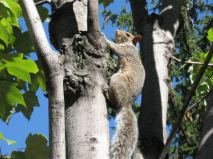 Картинка животные белки