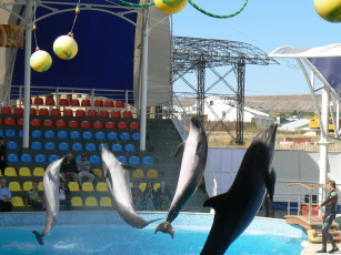 Картинка животные дельфины