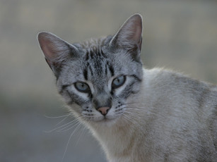 Картинка животные коты